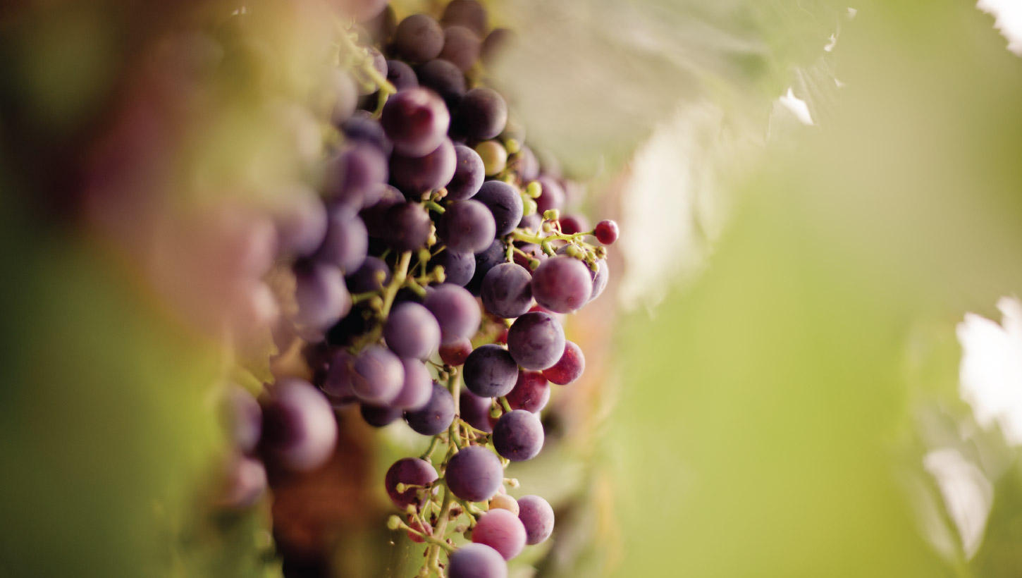 toolern vale grapes on vine
